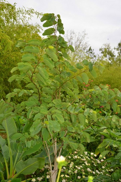 Bauhinia variegata